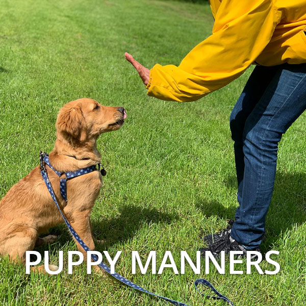 Puppy Manners